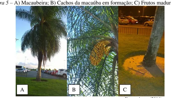 Figura 5 – A) Macaubeira; B) Cachos da macaúba em formação; C) Frutos maduros caídos 