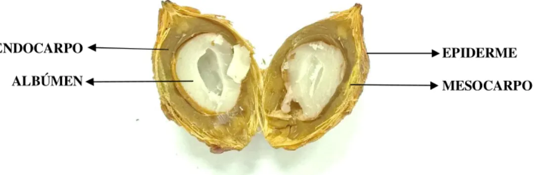 Figura 2 - Corte esquemático de um fruto de ouricuri 