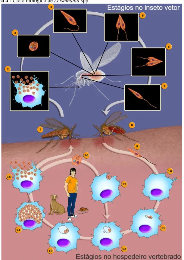 Figura 4 - Ciclo biológico de Leishmania spp. 