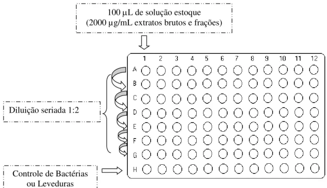 Figura 8 - Esquema para determinação da concentração inibitória mínima em microplaca de  cultura de células de 96 poços