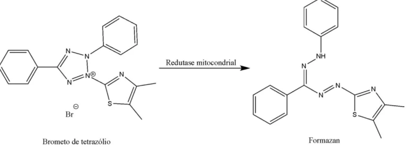 Figura 9 - Esquema da reação de conversão do MTT em cristais de formazan. 