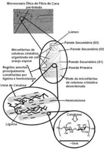Figura 3: Representação de estrutura lignocelulósica.  