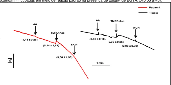 Figura  6:  Efeito  de  AA,  TMPD/Asc  e  KCN  sobre  consumo  de  oxigênio  de  mitocôndrias  isoladas  de  fígado  do  Lophiosilurus  alexandri  (pacamã)  e  Oreochromis  niloticus  (tilápia)