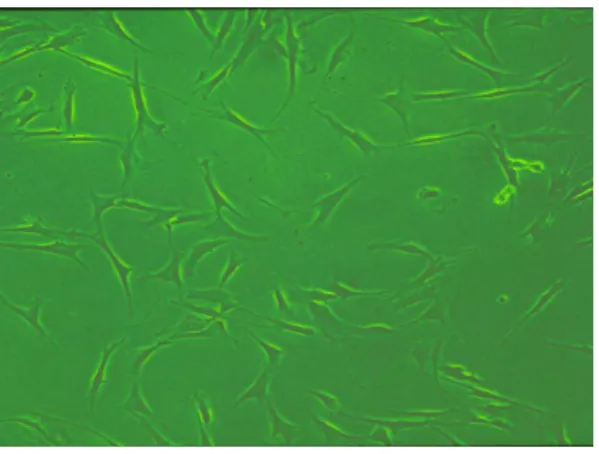 FIGURE 1  – Feed layer of 3T3-J2 fibroblasts. 