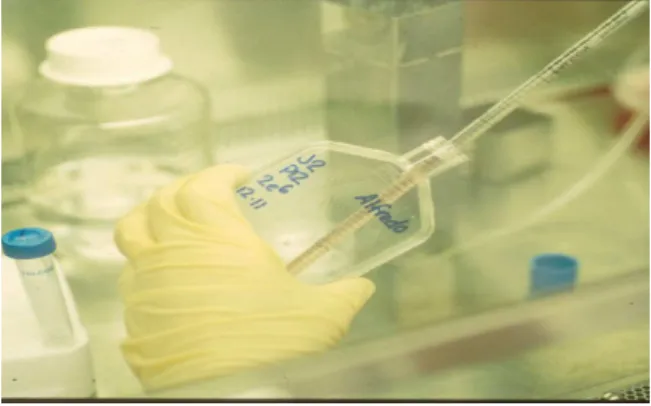 FIGURE 7  – Feed layer flask receiving keratinocytes isolated from skin fragment. 