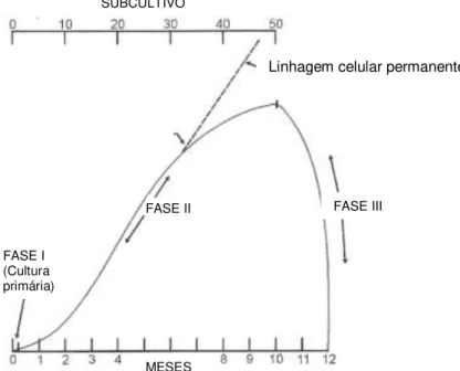 Figura 2: Diagrama representativo da evolução de uma linhagem celular.  (Adaptado  de PERES e CURI, 2005) 