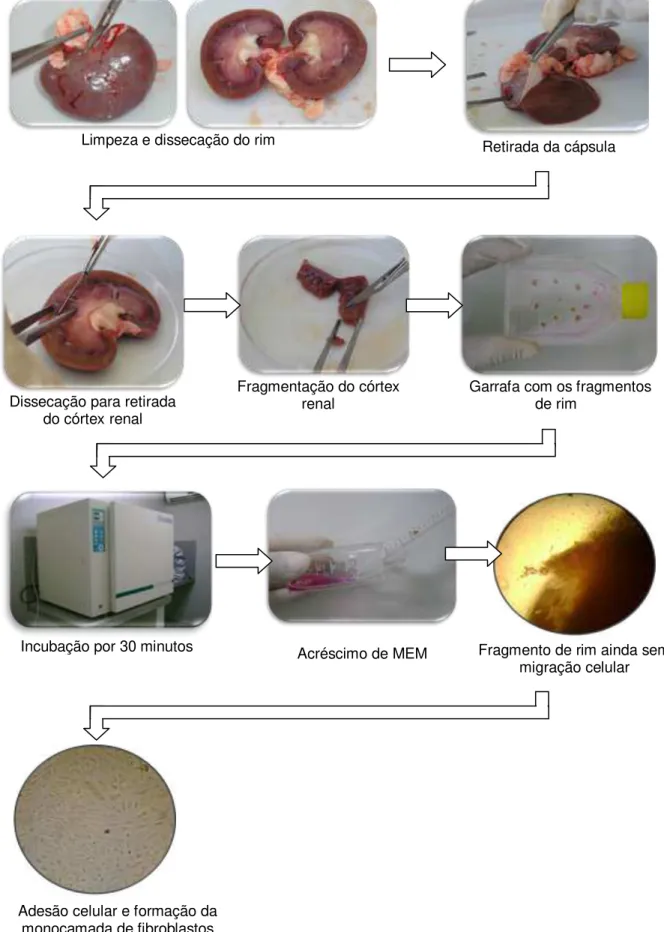 Figura  14:  Preparo  de  cultura  primária  de  fibroblastos  renais  pela  técnica  de  explantes 