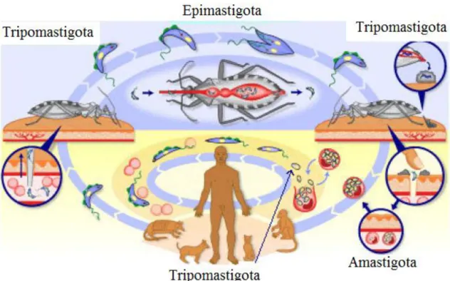 Figura 8. Ciclo evolutivo do Trypanosoma cruzi (MACIEL, 2009). 