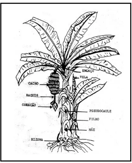 Figura 1 – Morfologia da Bananeira.  