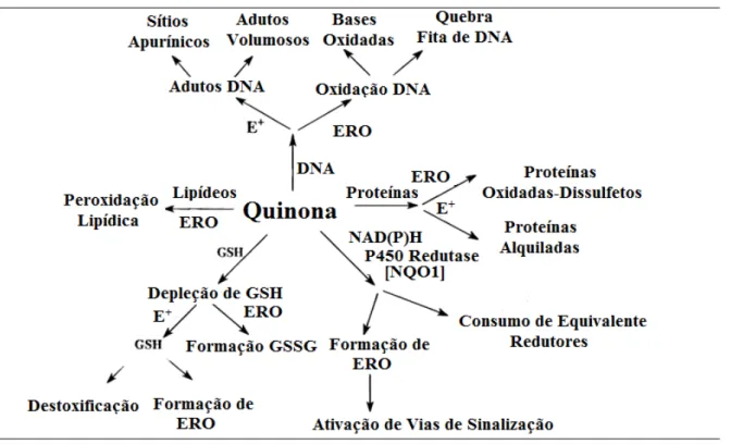 Figura 8. Sumário dos potenciais mecanismos de citotoxicidade de quinonas.