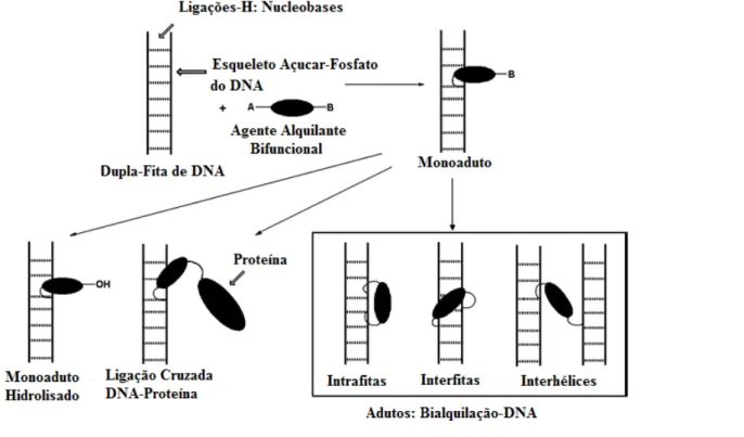 Figura 20. Mecanismo de alquilação do DNA, A e B representam grupos eletrofílicos. 