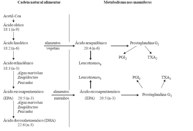 Figura 3. Biossíntese de ácidos graxos  ω -3 e formação de eicosanóides. 