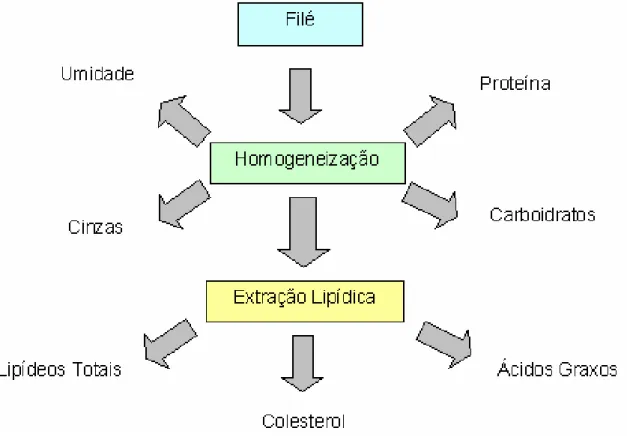 Figura 6. Esquemas de análises. 
