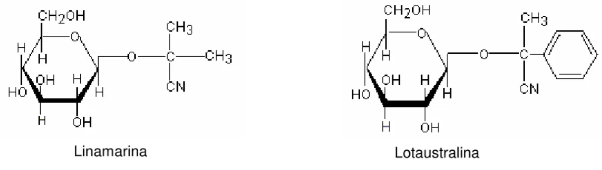 Figura 1. Fórmulas estruturais da linamarina e da lotaustralina 