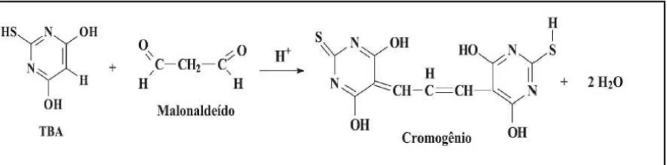 Figura 3 - Reação entre o ácido 2-tiobarbitúrico e o malonaldeído formando o composto  colorido 