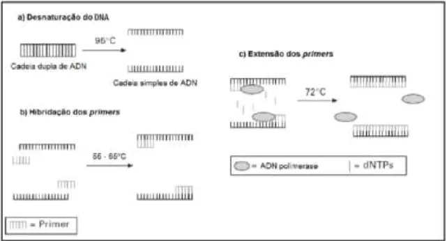 Figura 2 - Representação das três etapas de amplificação do DNA por PCR    Fonte: SANTOS, 2011