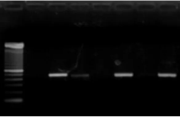 Figura 3 - Exemplo de banda de DNA  Fonte: ROCHA-REVILLA et al., 2009. 