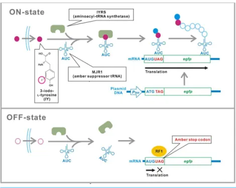 Figure 1 Schematic of the translational switch using the amber codon-specific IY. An amber stop codon is inserted next to the ATG translational start codon in the target gene (egfp)