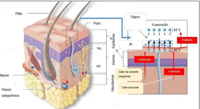 Figura 6. Camadas da pele. TNL: terminais nervosos livres; GS: glândula sudorípara. Adaptado  de MCARDLE; KATCH; KATCH (2010)