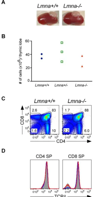 Figure S1 Progressive cellularity defects in spleen and thymus occur even when organ cellularity is normalized to body weight of Lmna -/- mice