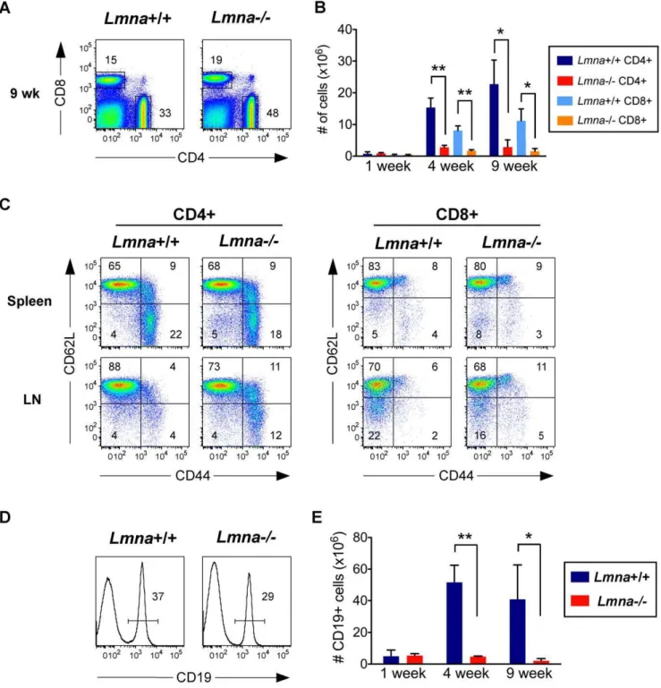 Figure 3. T cell and B cell numbers show an age-dependent decline in the lymphoid periphery of Lmna -/- mice