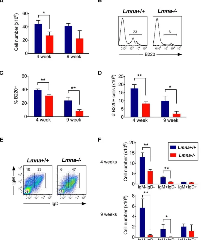 Figure 4. B cell development is impaired in Lmna -/- mice. Bone marrow single-cell suspensions were stained for surface B220, IgM, and IgD expression