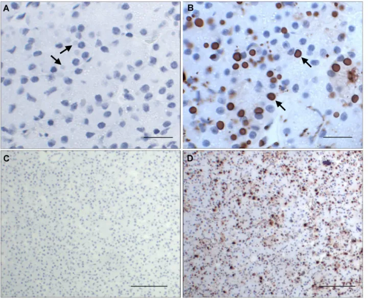 Figure 5.  Pancreas of an IBD positive boa constrictor stained with standardized IHC condition