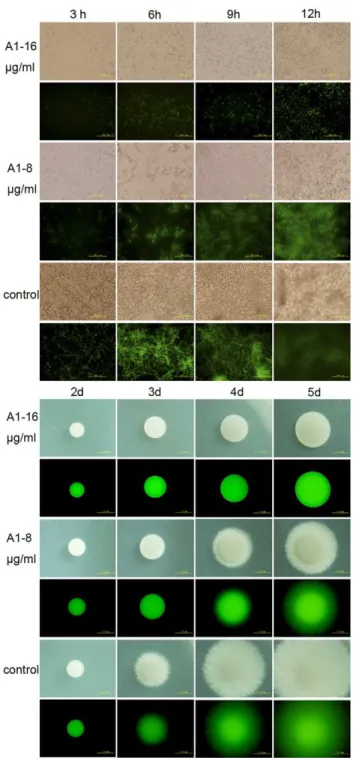 Figure 2. Phase-contrast micrographs of BWP- DPP3-GFP cells challenged by bisbibenzyls compounds within 12 hours