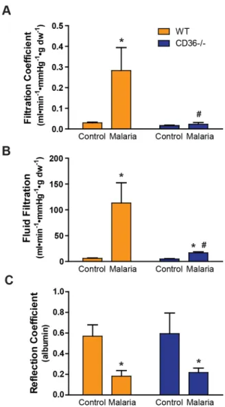 Figure 2. CD36 2 / 2 mice are protected from malaria-induced endothelial permeability