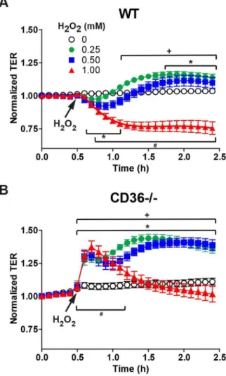 Figure 4. CD36 2 / 2 lung microvascular endothelial cells are protected from increases in H 2 O 2 -induced endothelial barrier permeability