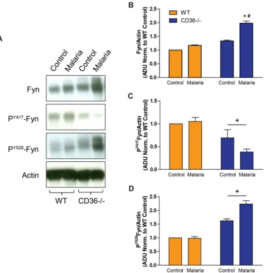 Figure 7. Altered Fyn protein level and activation in the lungs of malaria-infected CD36 2 / 2 mice