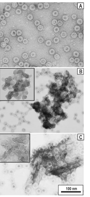 Figure 3. Electron microscopy of the HBc VLPs before and after formulation with adjuvants