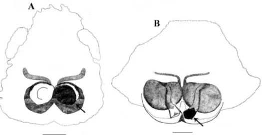 Figure 7. Stenaelurillus spp. Epigyne with mating plugs. A Epigyne of Stenaelurillus albus sp