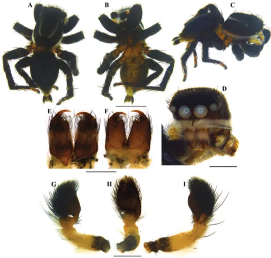 Figure 8. Stenaelurillus albus sp. n. A Male habitus, dorsal view B Same, ventral view C Same, prolateral  view D Same, frontal view E Male chelicerae, dorsal view F Same, ventral view G Left male palp, prolateral  view H Same, ventral view I Same, retrola