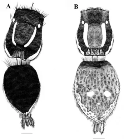 Figure 1. Stenaelurillus albus sp. n. A Male habitus, dorsal view B Female habitus, dorsal view