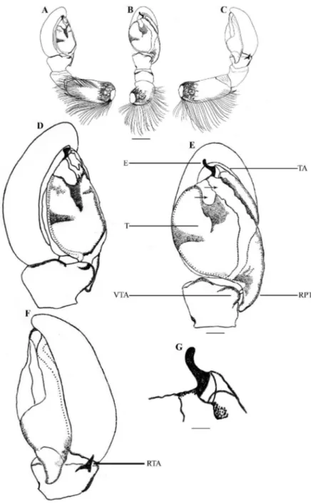 Figure 2. Stenaelurillus albus sp. n. Left male palp. A Palp entire, prolateral view B Same, ventral view  C Same, retrolateral view D Palp enlarged, prolateral view E Same, ventral view F Same, retrolateral view  G Embolic division of the bulb, ventral vi