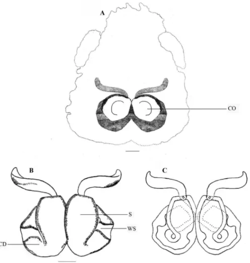 Figure 3. Stenaelurillus  albus sp. n. Female copulatory organ. A Epigyne B, C  Internal duct system
