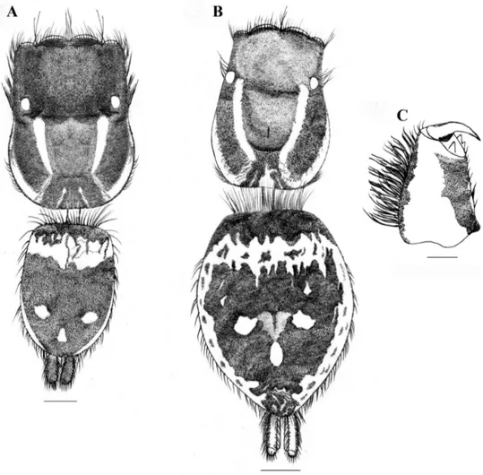 Figure 4. Stenaelurillus lesserti Reimoser, 1934. A Male habitus, dorsal view B Female habitus, dorsal  view C Male right chelicera, retrolateral view