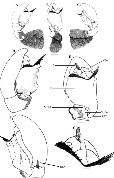 Figure 5. Stenaelurillus lesserti Reimoser, 1934. Left male palp. A Palp entire, prolateral view B Same,  ventral view C Same, retrolateral view D Palp enlarged, prolateral view E Same, ventral view F Same,  retrolateral view G Embolic division of the bulb