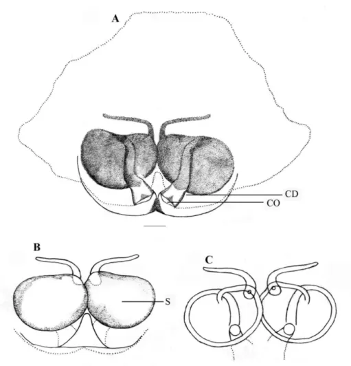 Figure 6. Stenaelurillus lesserti Reimoser, 1934. Female copulatory organ. A Epigyne B, C Internal duct  system