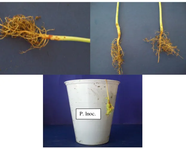 FIGURA  3  –   Plantas  de  feijão-caupi  com  sintomas  da  podridão  de  colo  causada  por  Sclerotium rolfsii Sacc