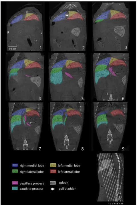Figure 2. Coronally reconstructed micro-CT images. Imaging of the liver of a C57BL/6J mouse was performed 3 hours after i.v