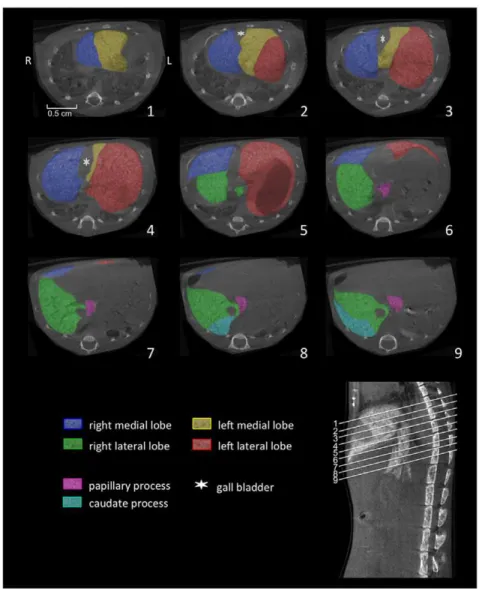Figure 4. Axial reconstructed micro-CT images. Micro-CT of the liver of a C57BL/6J mouse was performed 3 hours after injection of a nanoparticular contrast agent (ExiTron nano)
