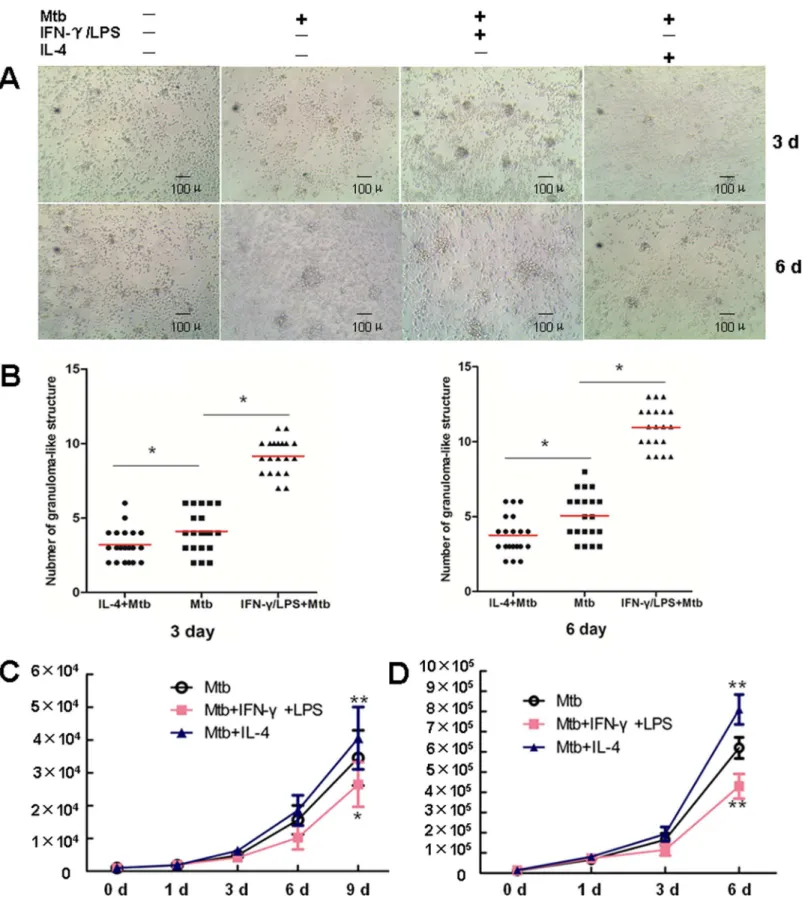 Fig 5. Macrophage polarization modulates granuloma formation and the bactericidal activity of macrophages
