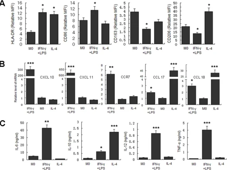 Fig 1. Determination of polarization markers of differently activated MDM. MDM were activated by IFN-γ/LPS, IL-4 or left untreated for 2 days