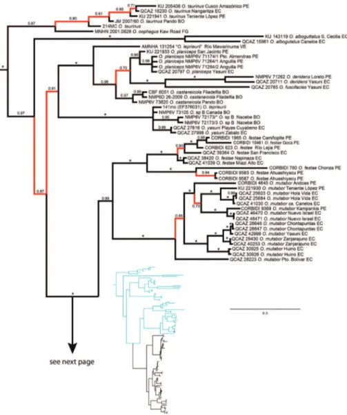 Figure 1. Bayesian consensus phylogram depicting relationships within Osteocephalus. Phylogram de- de-rived from analysis of 4170 bp of mitochondrial (gene fragments 12S, 16S, ND1, CO1, control region)  and nuclear DNA (POM-C)