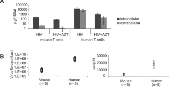 Figure 9. Defective virus budding in HIV infected mouse T cells. Electron microscopy of infected human (upper panel) and mouse (lower panel) T cells