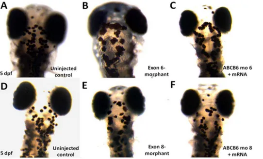 Figure 5. Number of melanocytes in the defined head regions in uninjected control (wildtype), exon 6- and exon 8-morphants and rescued embryos