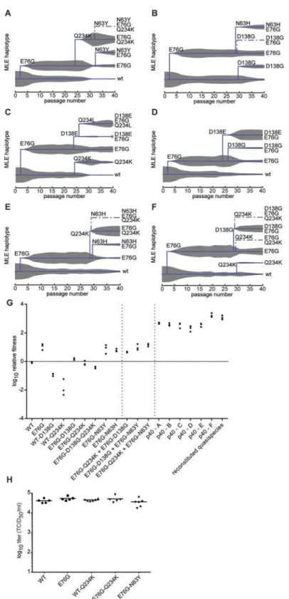 Fig 5. Maximum likelihood estimates of haplotypes present within the passaged virus populations and contribution of minority variants to population fitness