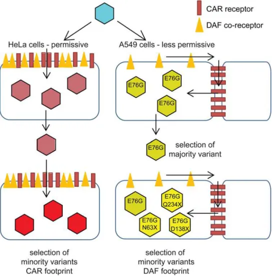 Fig 6. Schematic of CVB3 adaptation to differently permissive environments. In the permissive HeLa cell type, where the both CAR and DAF are highly and ubiquitously expressed, CVB3 accumulates CAR- and CAR/DAF-specific minority variants